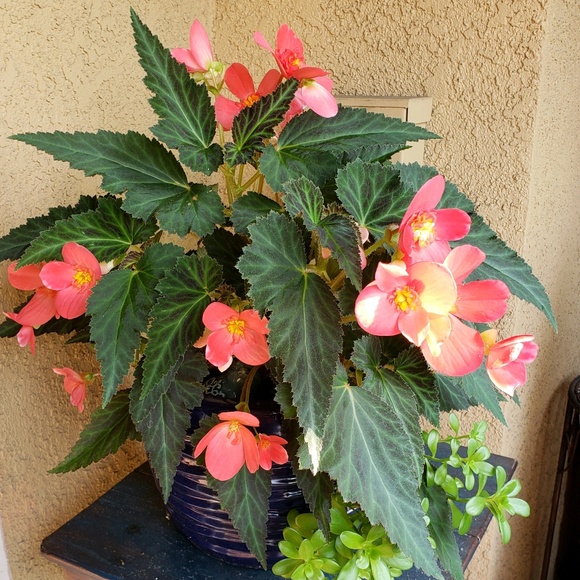 Meet your Posher, Maryanne - Picture 1 of 1